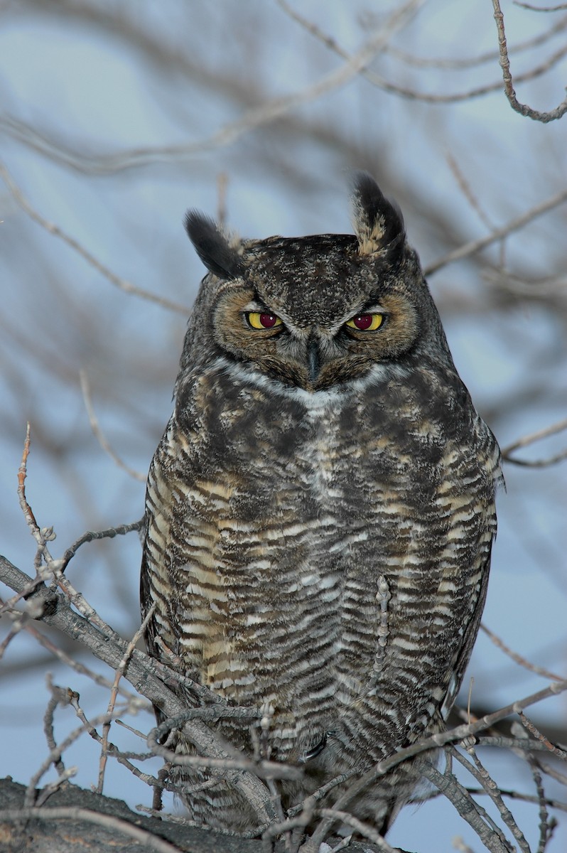 Great Horned Owl - ML618222417
