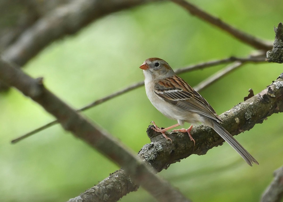 Field Sparrow - ML618222476