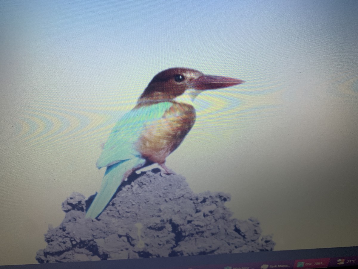 White-throated Kingfisher - Mahmoud Elshamy