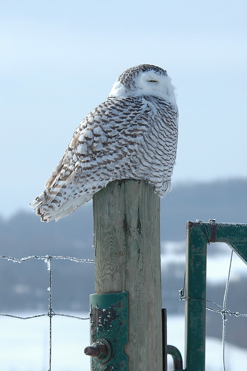 Snowy Owl - ML618222549