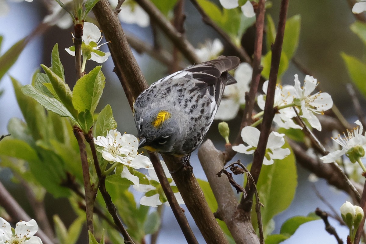 Yellow-rumped Warbler (Audubon's) - ML618222562
