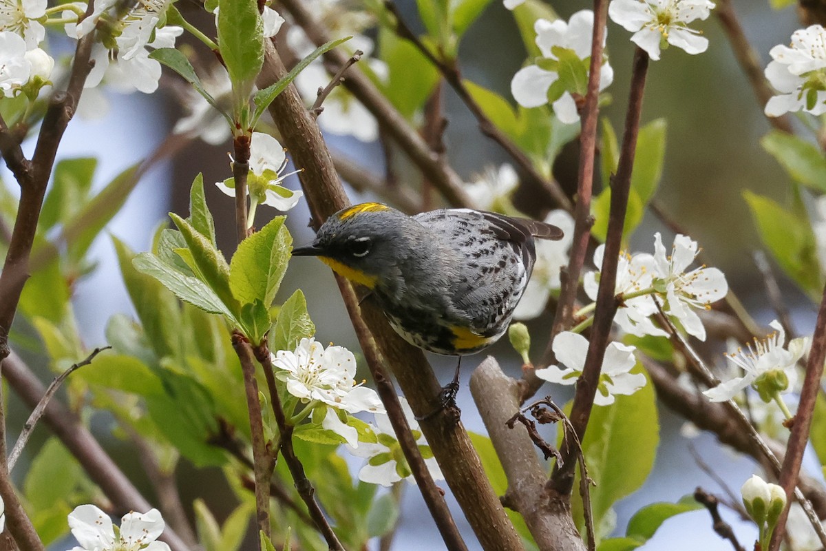 Yellow-rumped Warbler (Audubon's) - ML618222563