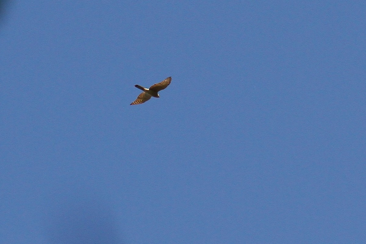 Eurasian Sparrowhawk - ML618222575