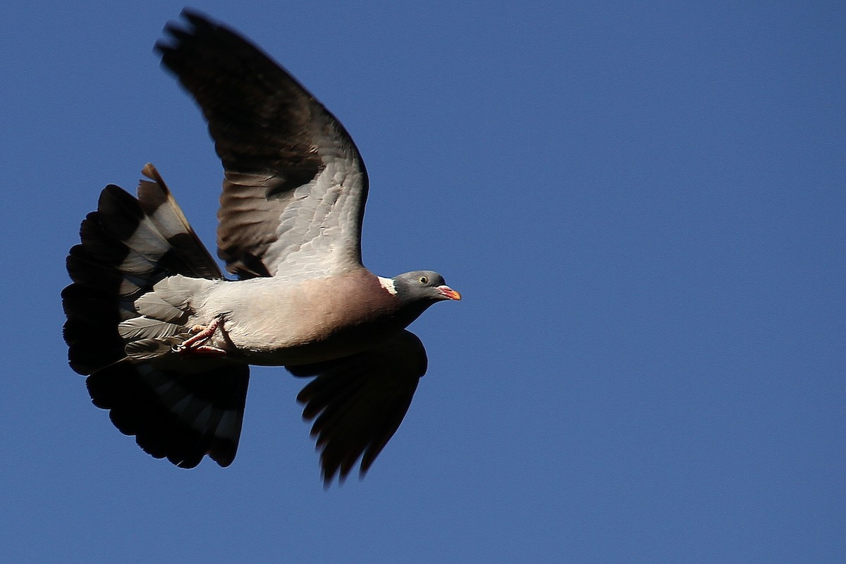 Common Wood-Pigeon - Daniel Brzdęk