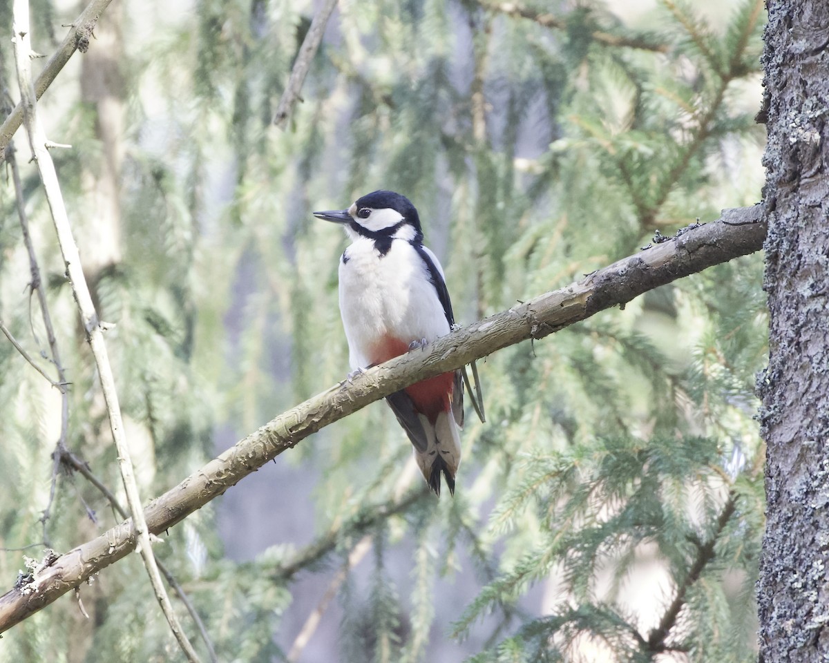 Great Spotted Woodpecker - Terence Degan