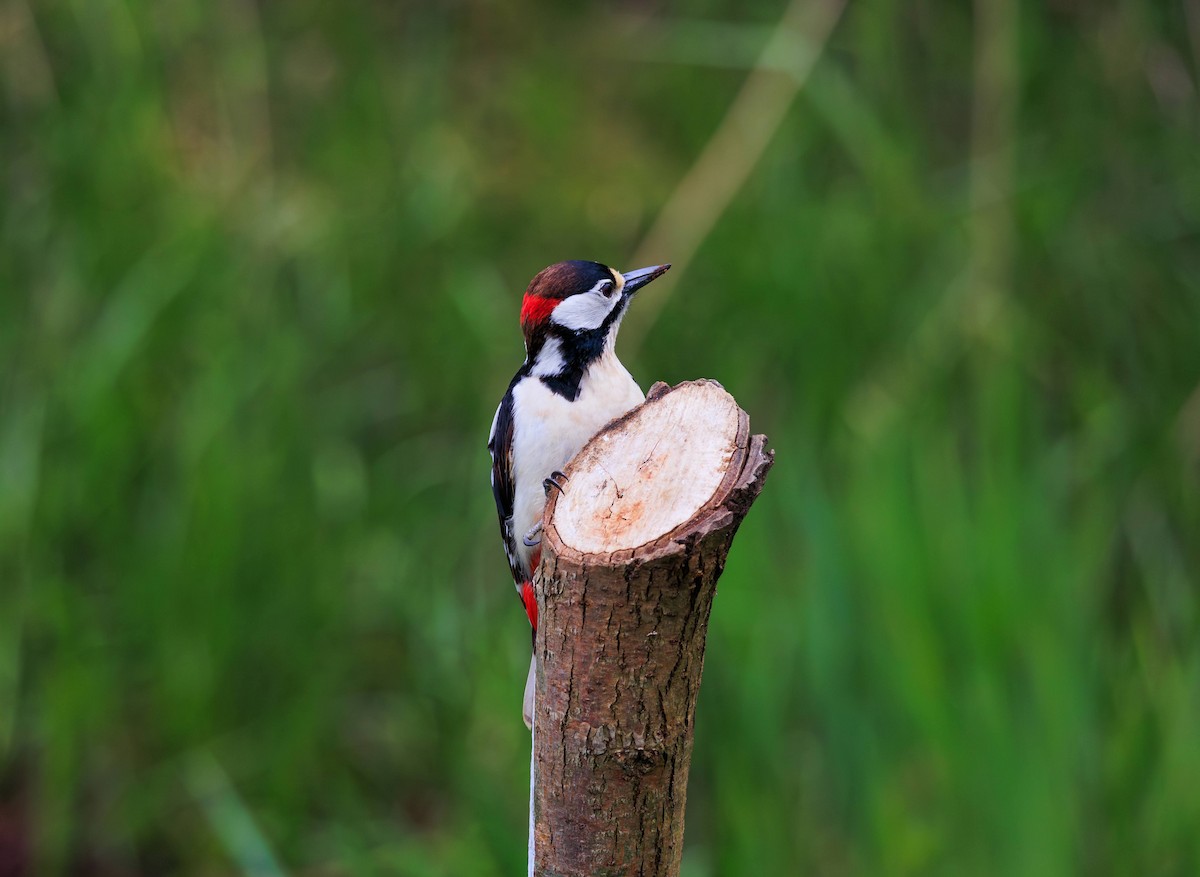 Great Spotted Woodpecker - Tom Plummer