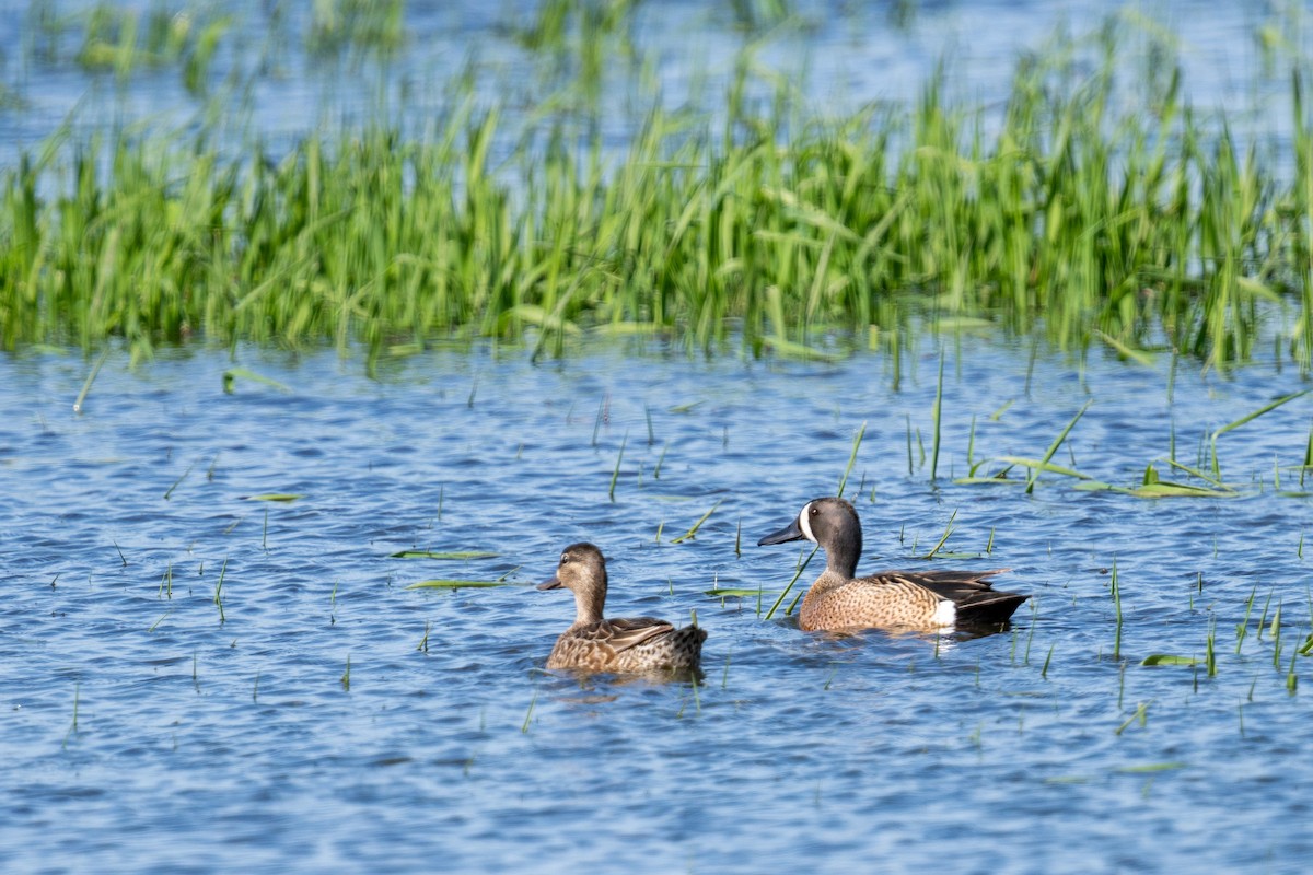 Blue-winged Teal - ML618222659