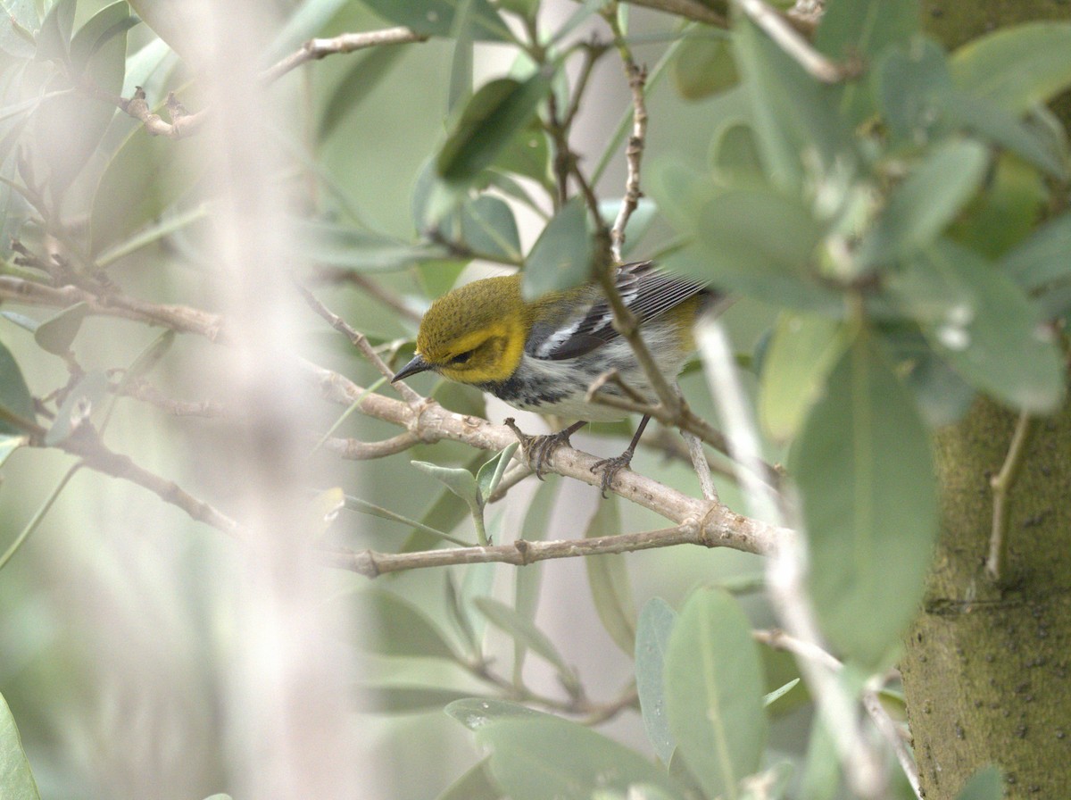 Black-throated Green Warbler - ML618222665