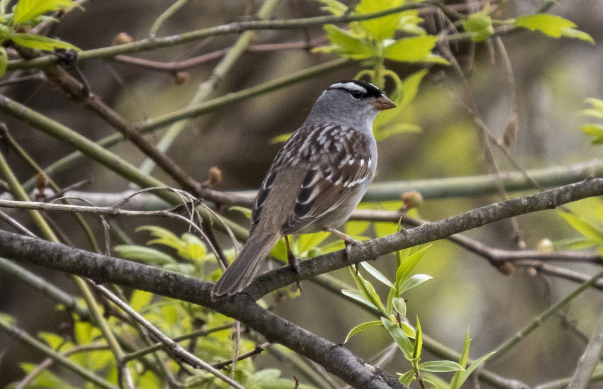 White-crowned Sparrow - Donald Slick