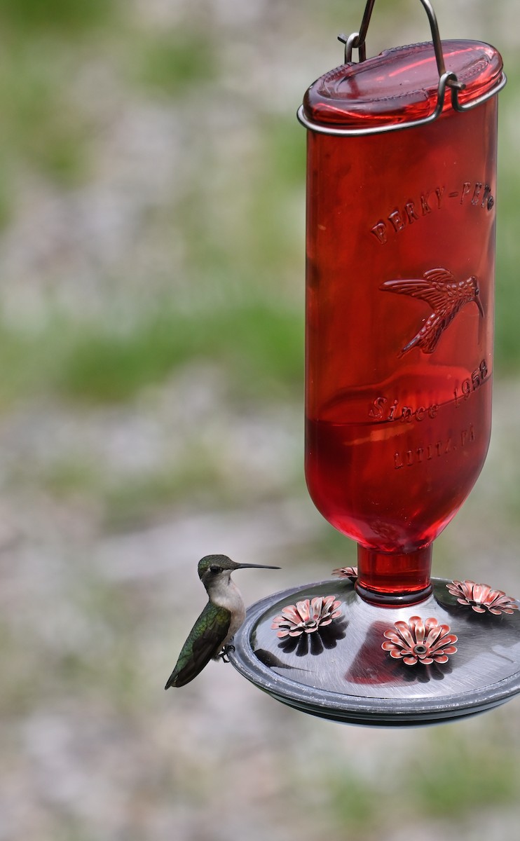 Ruby-throated Hummingbird - ML618222680