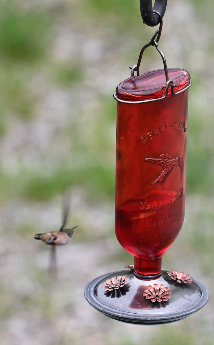 Ruby-throated Hummingbird - ML618222681