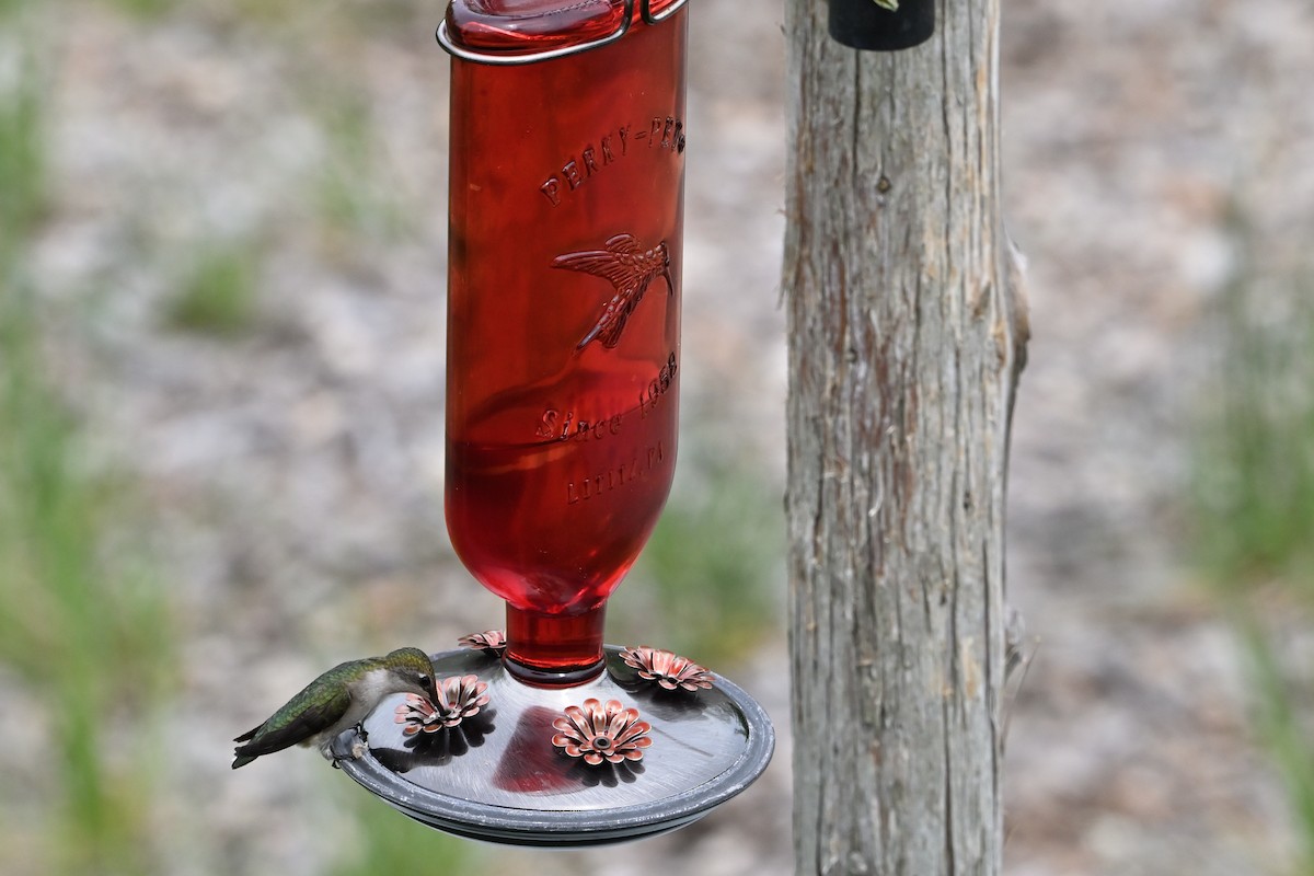 Ruby-throated Hummingbird - ML618222682