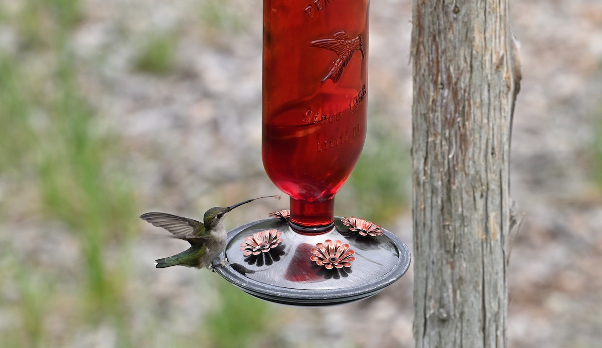 Ruby-throated Hummingbird - ML618222683