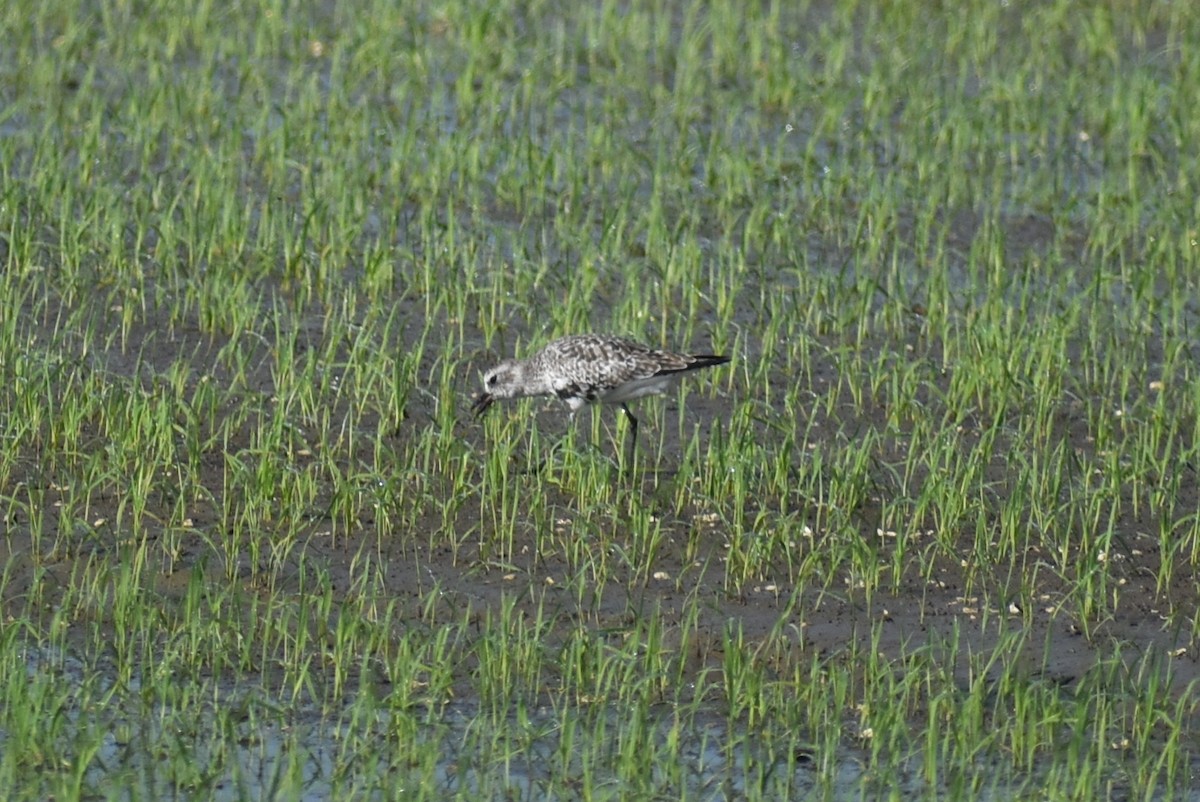 Black-bellied Plover - Claire H