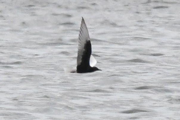 White-winged Tern - ML618222691