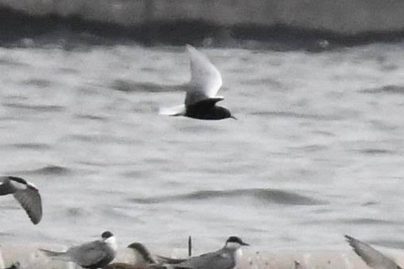 White-winged Tern - ML618222695