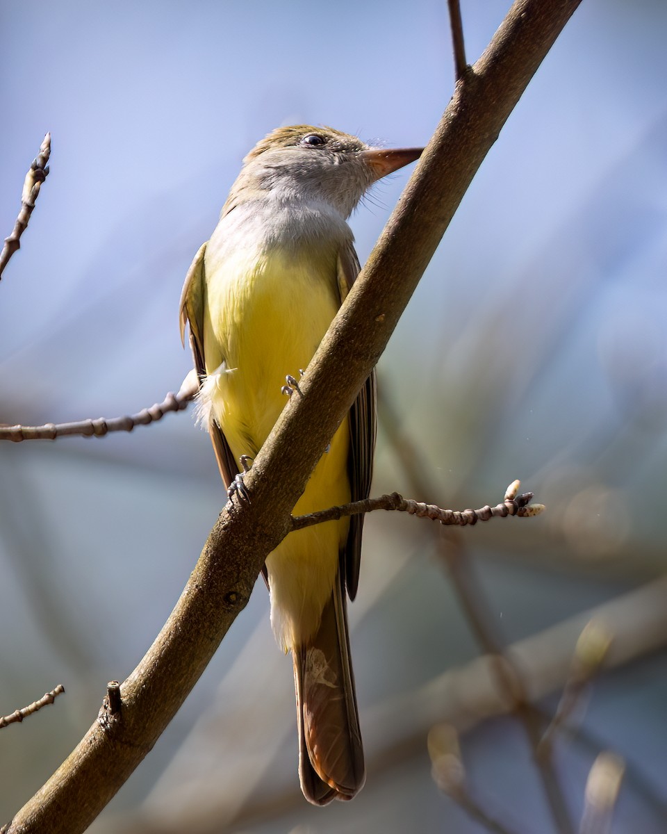 Great Crested Flycatcher - Kelly White