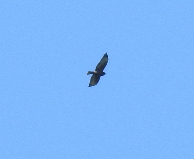Short-tailed Hawk - ML618222755