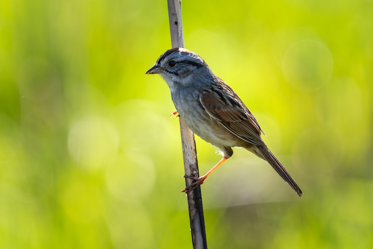 Swamp Sparrow - ML618222766