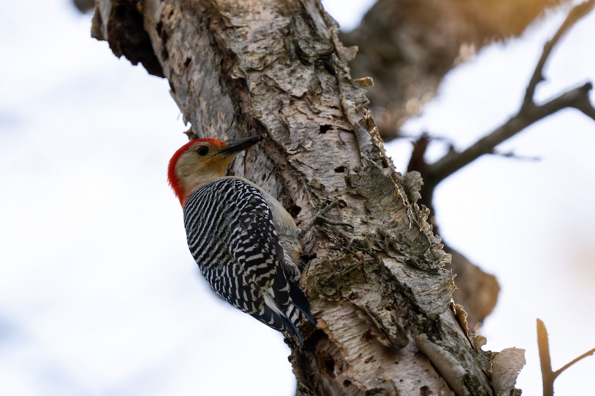 Red-bellied Woodpecker - ML618222840