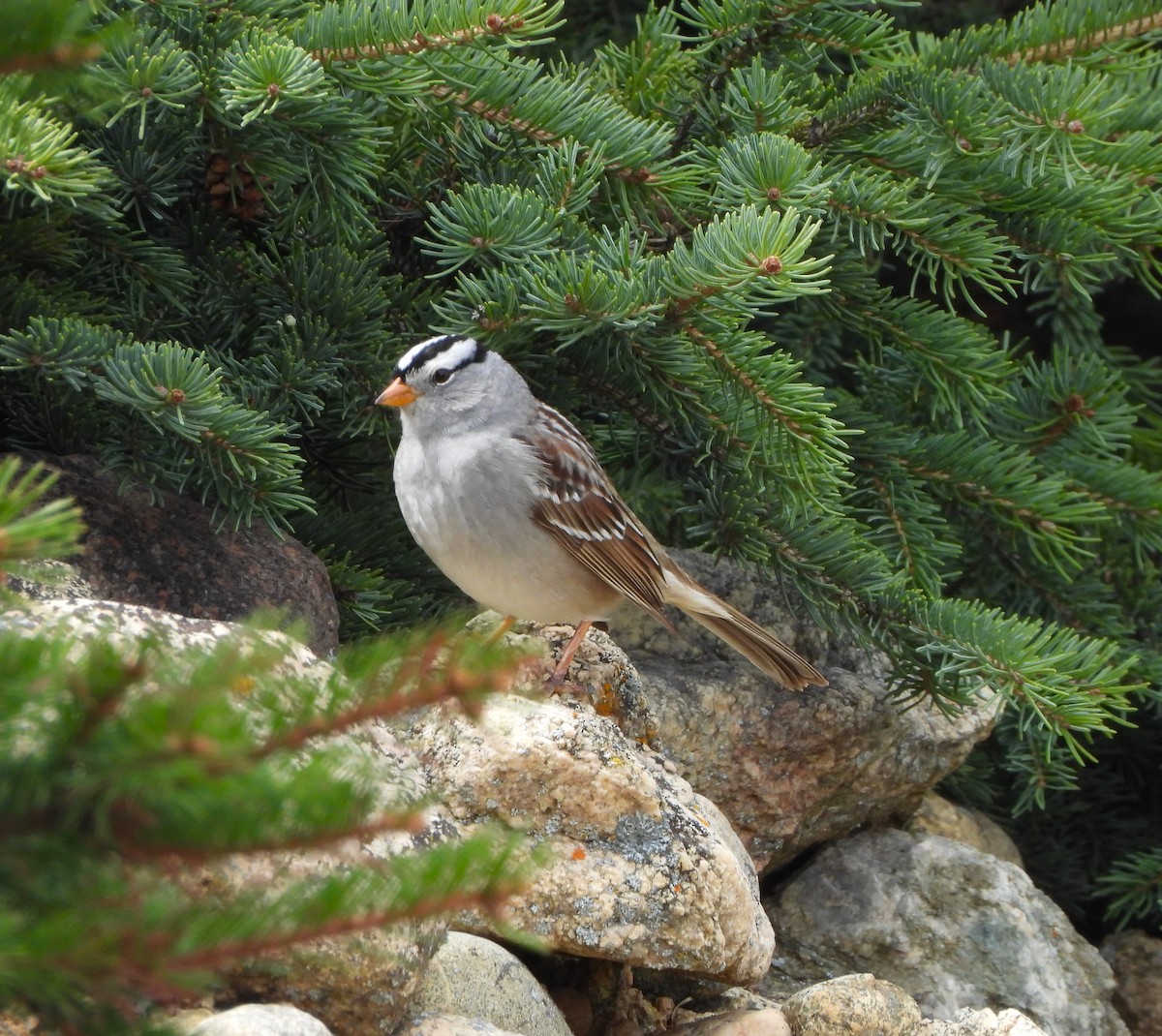 White-crowned Sparrow - ML618222848