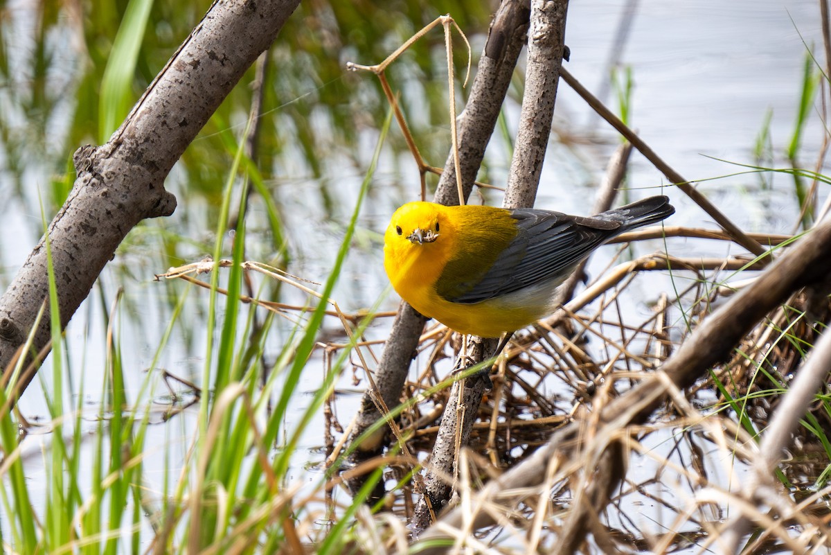 Prothonotary Warbler - ML618222879