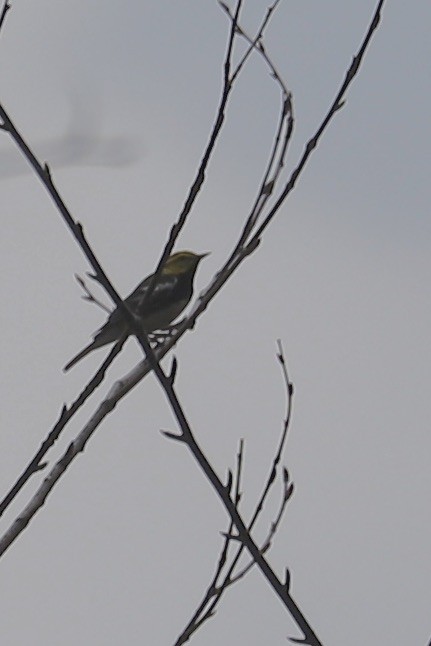 Black-throated Green Warbler - ML618222892