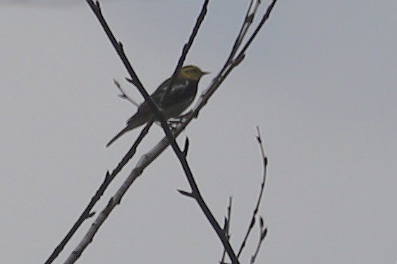 Black-throated Green Warbler - JoAnn Dalley