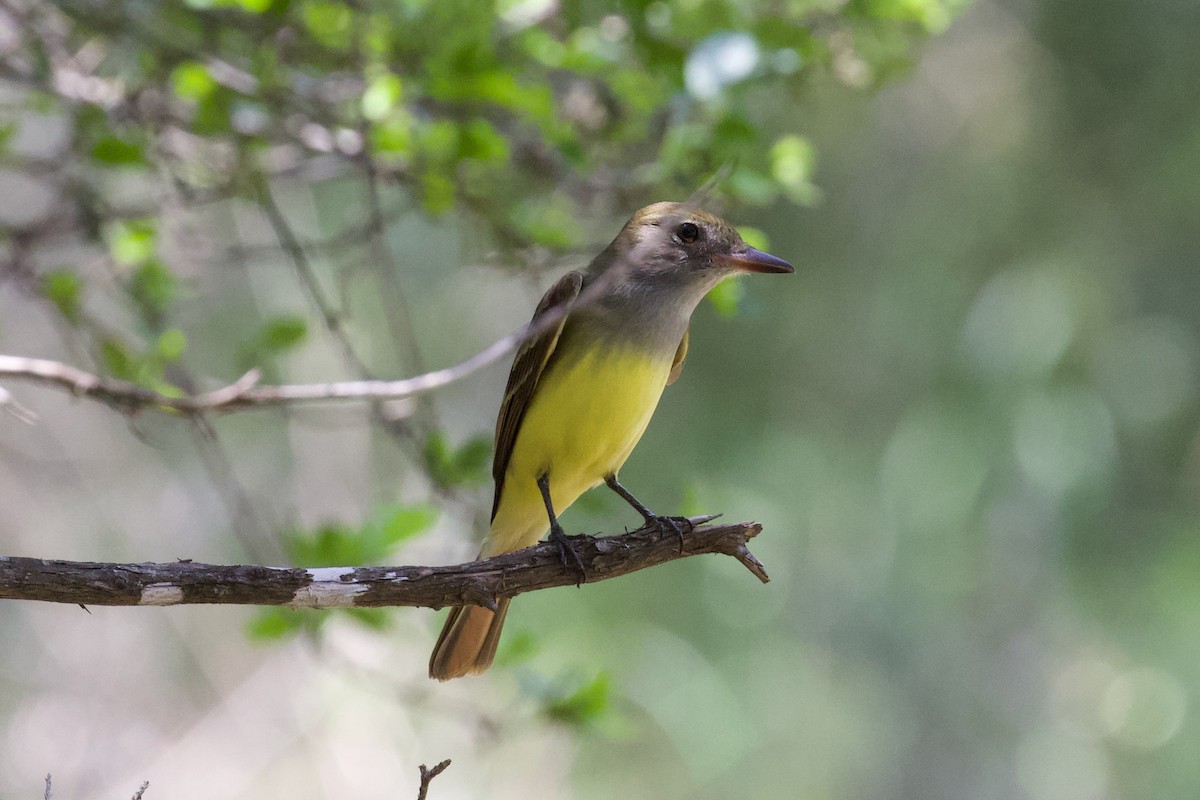 Great Crested Flycatcher - ML618222932