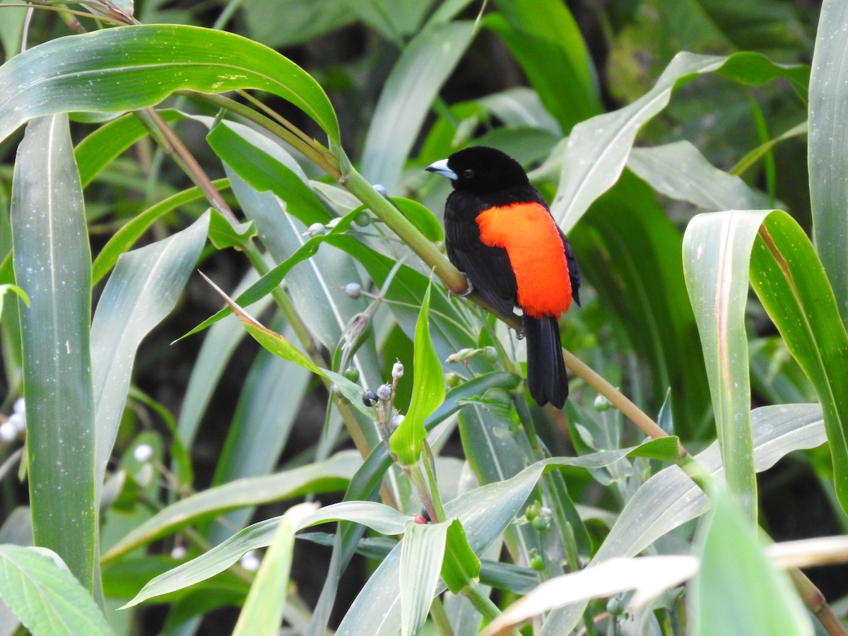 Scarlet-rumped Tanager - ML618222946