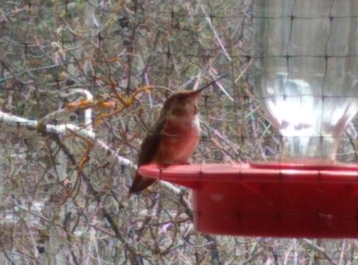 Rufous Hummingbird - ML618222964