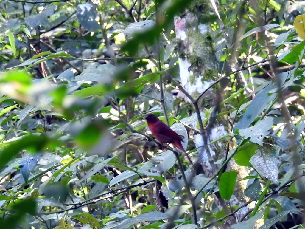 Red-crowned Ant-Tanager - ML618222965