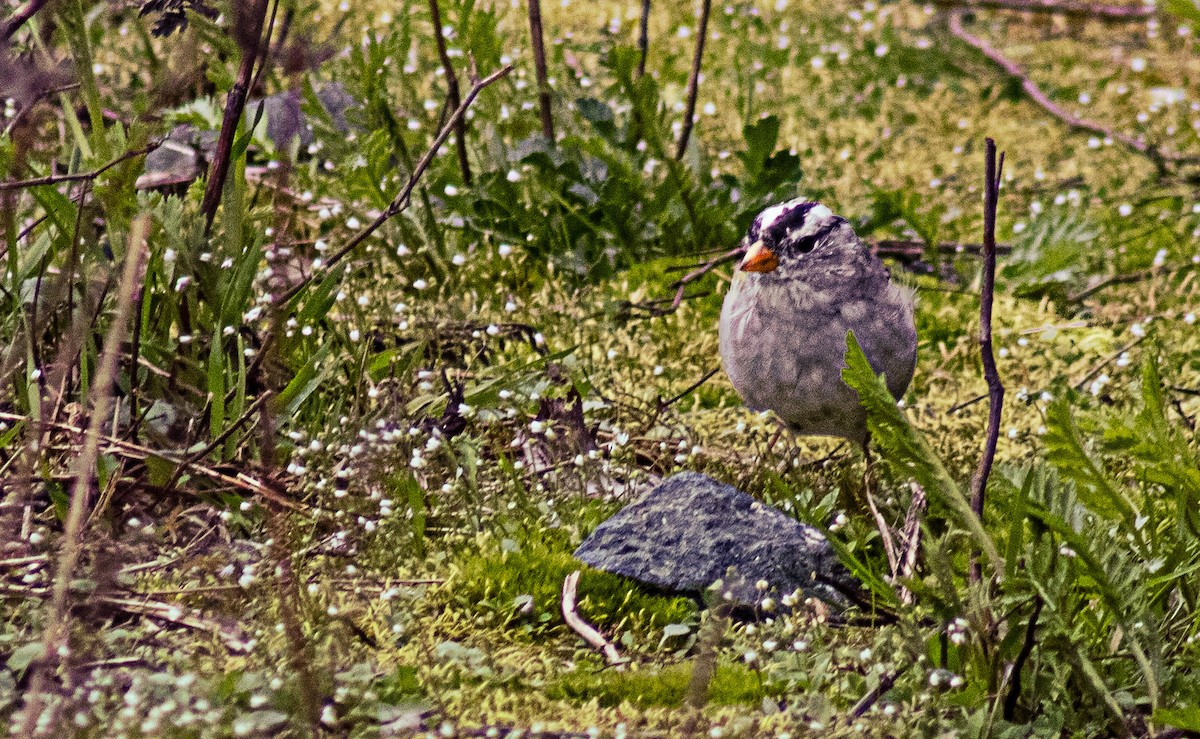 White-crowned Sparrow - Greg kerluke