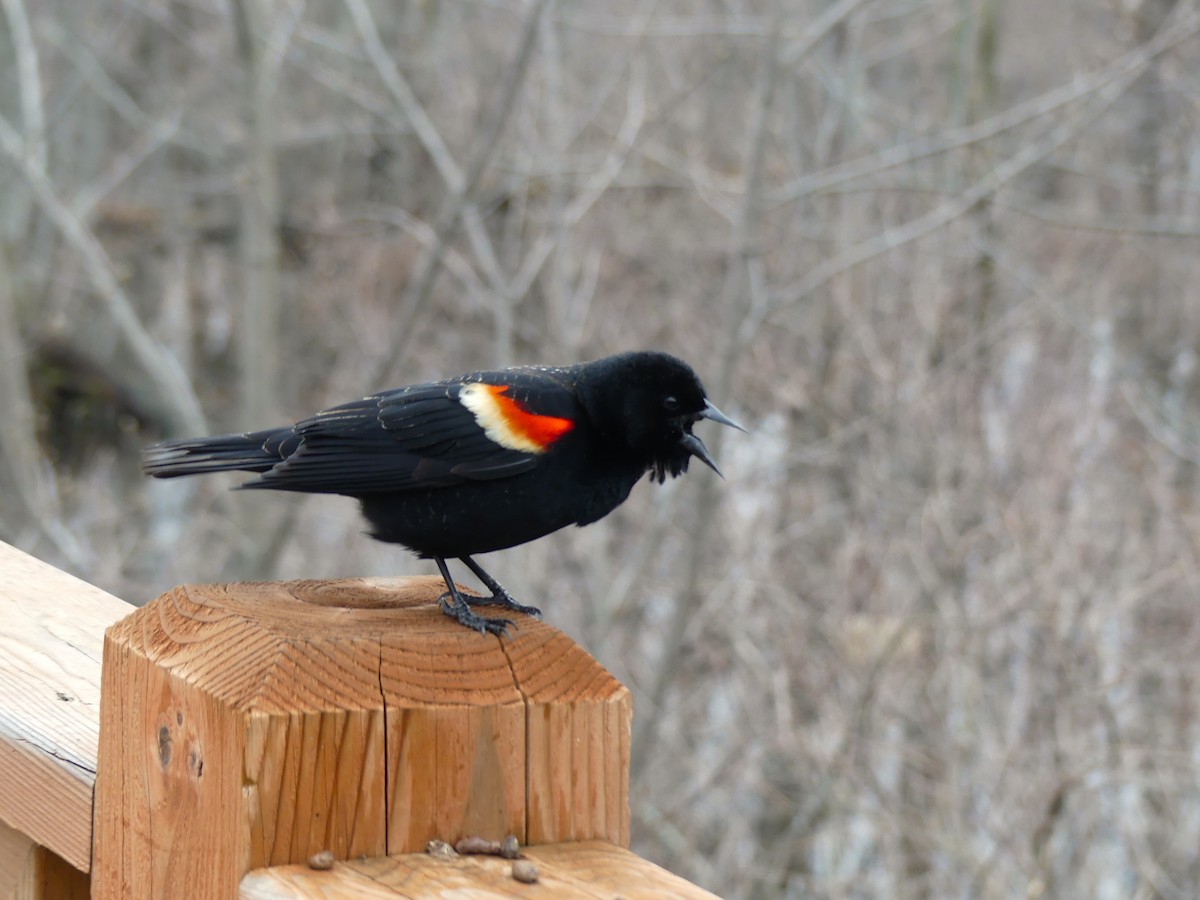 Red-winged Blackbird - ML618222994