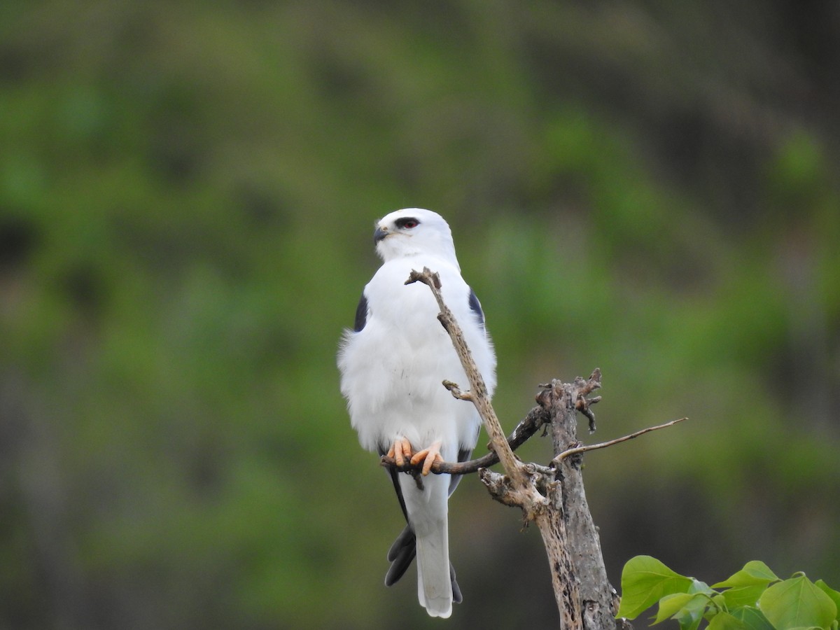 White-tailed Kite - ML618223080