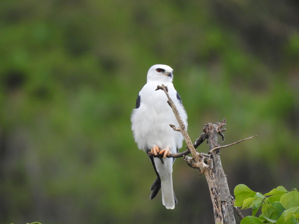 White-tailed Kite - Erick Barbato
