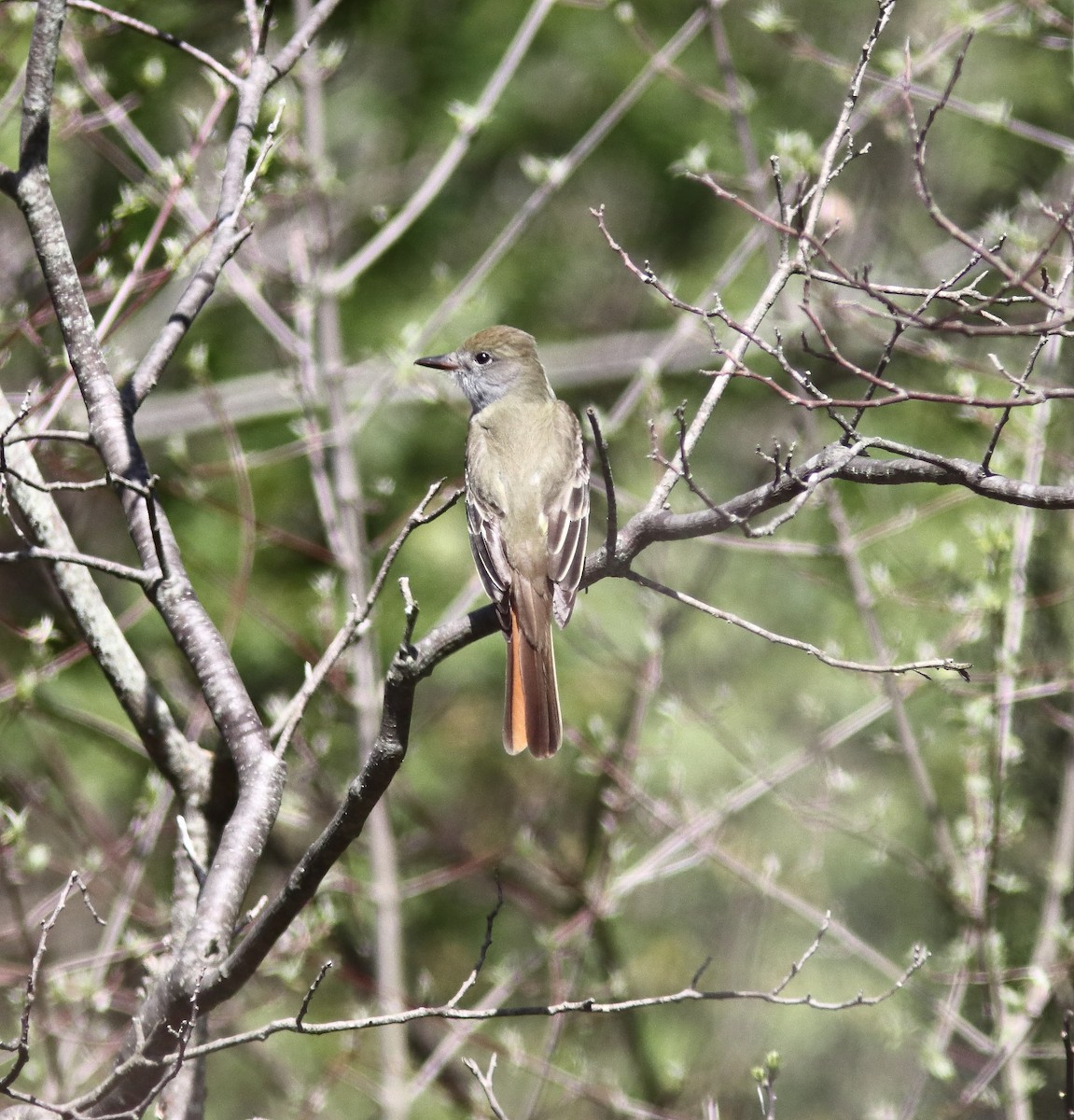 Great Crested Flycatcher - ML618223104