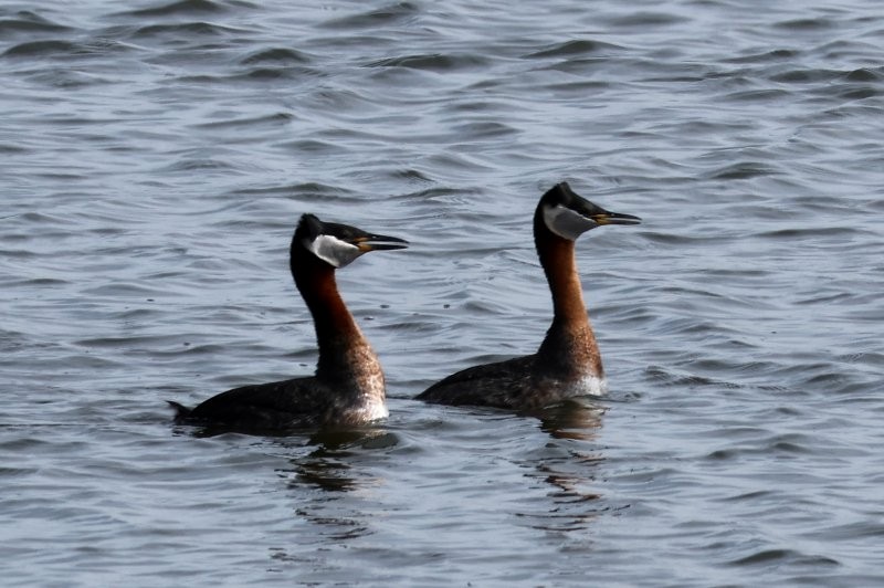 Red-necked Grebe - ML618223124