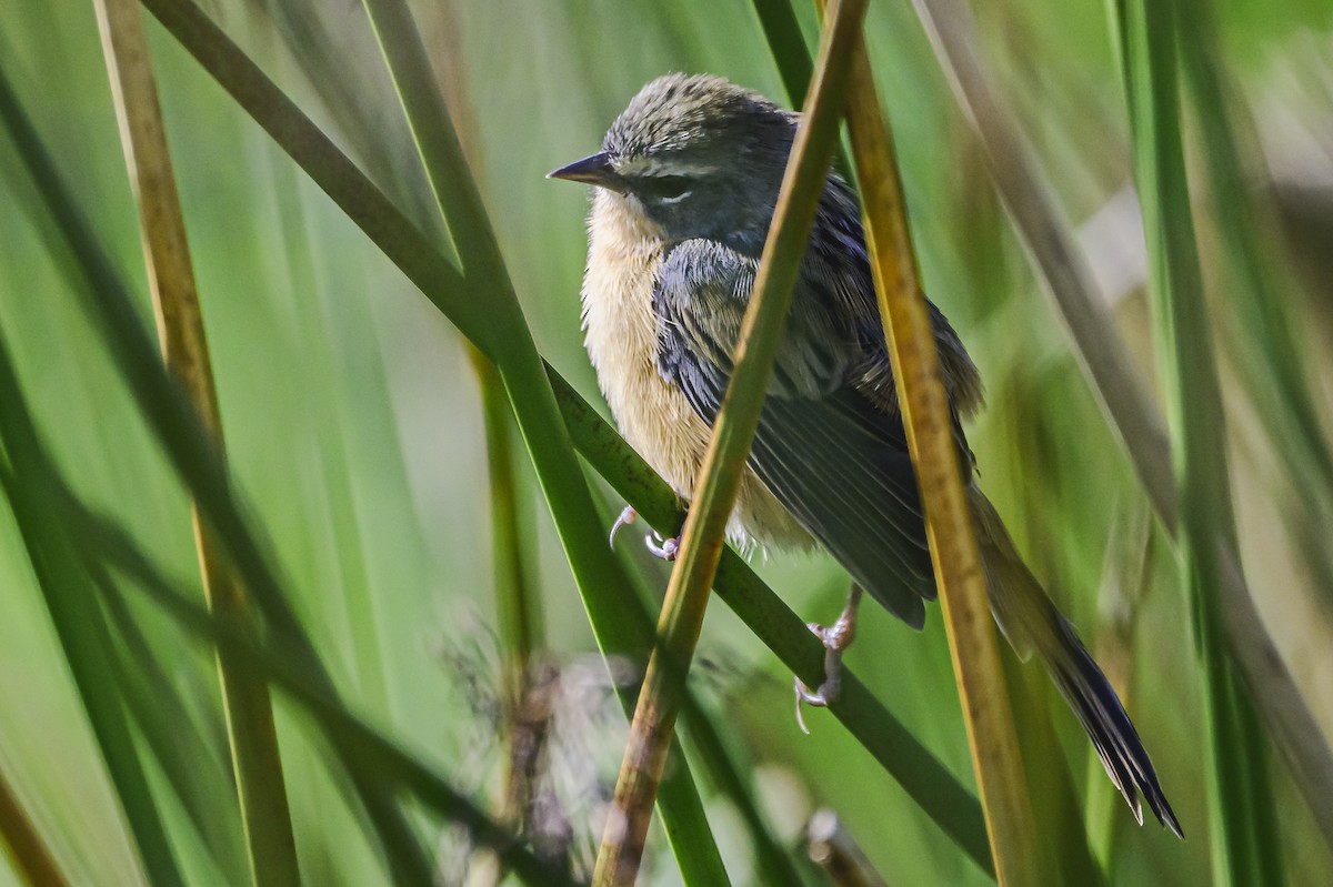 Long-tailed Reed Finch - ML618223143