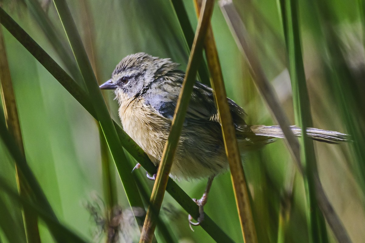 Long-tailed Reed Finch - ML618223145