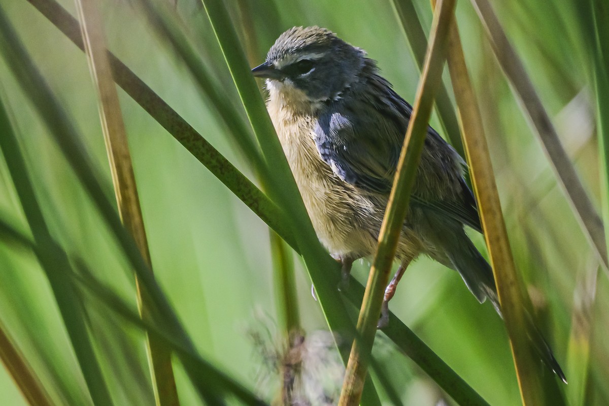 Long-tailed Reed Finch - ML618223146