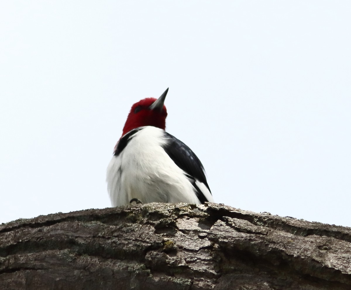 Red-headed Woodpecker - Blake Mann