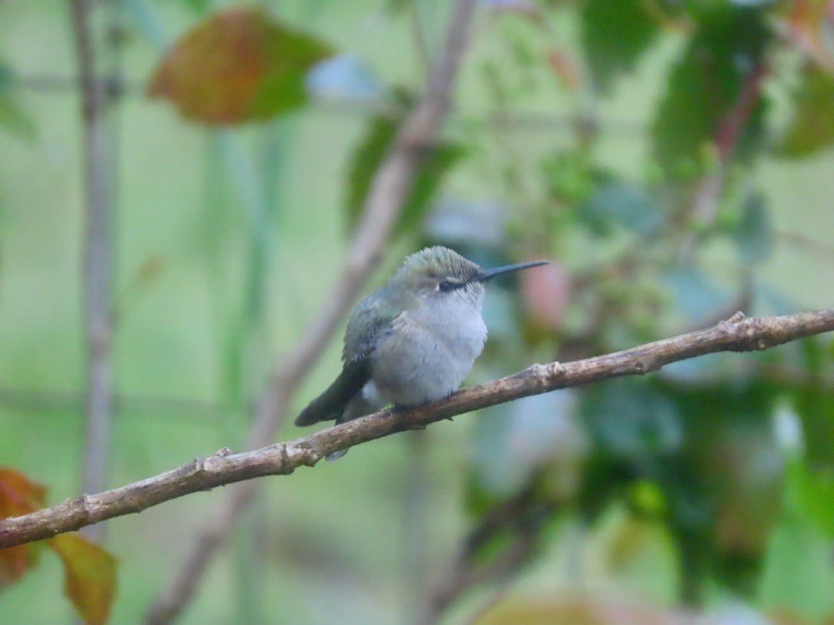 Calliope Hummingbird - ML618223187