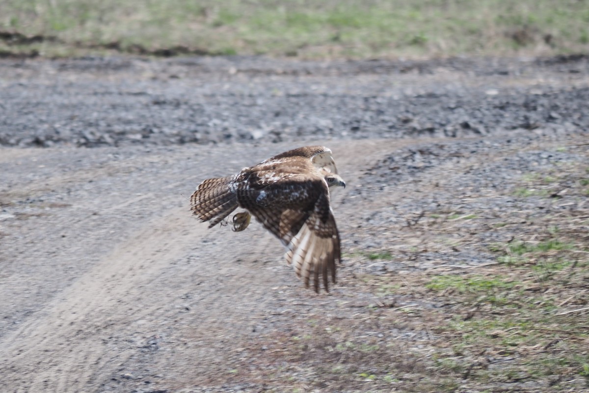 Red-tailed Hawk - ML618223198