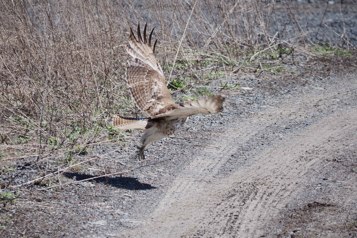 Red-tailed Hawk - André Dionne