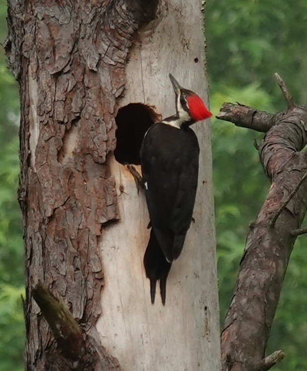 Pileated Woodpecker - ML618223224