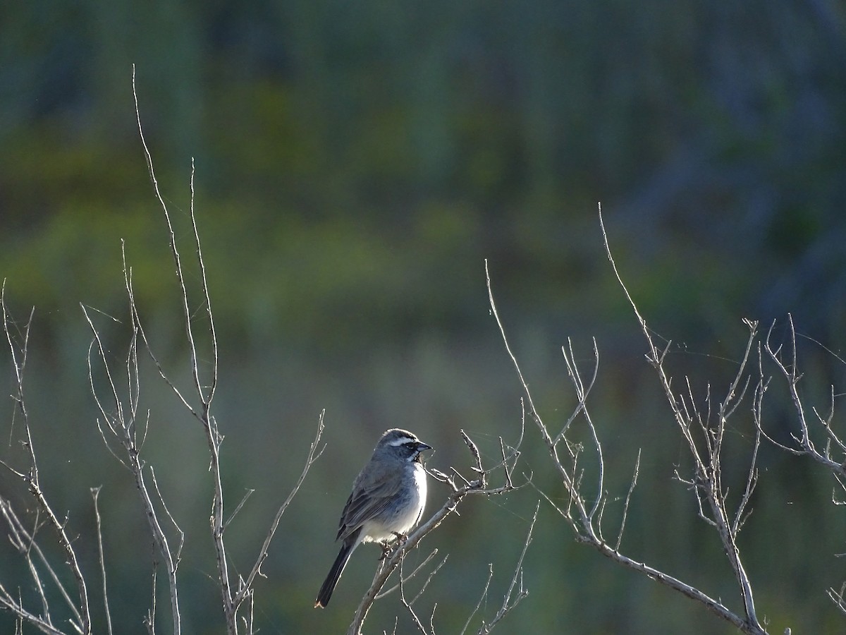 Black-throated Sparrow - ML618223296