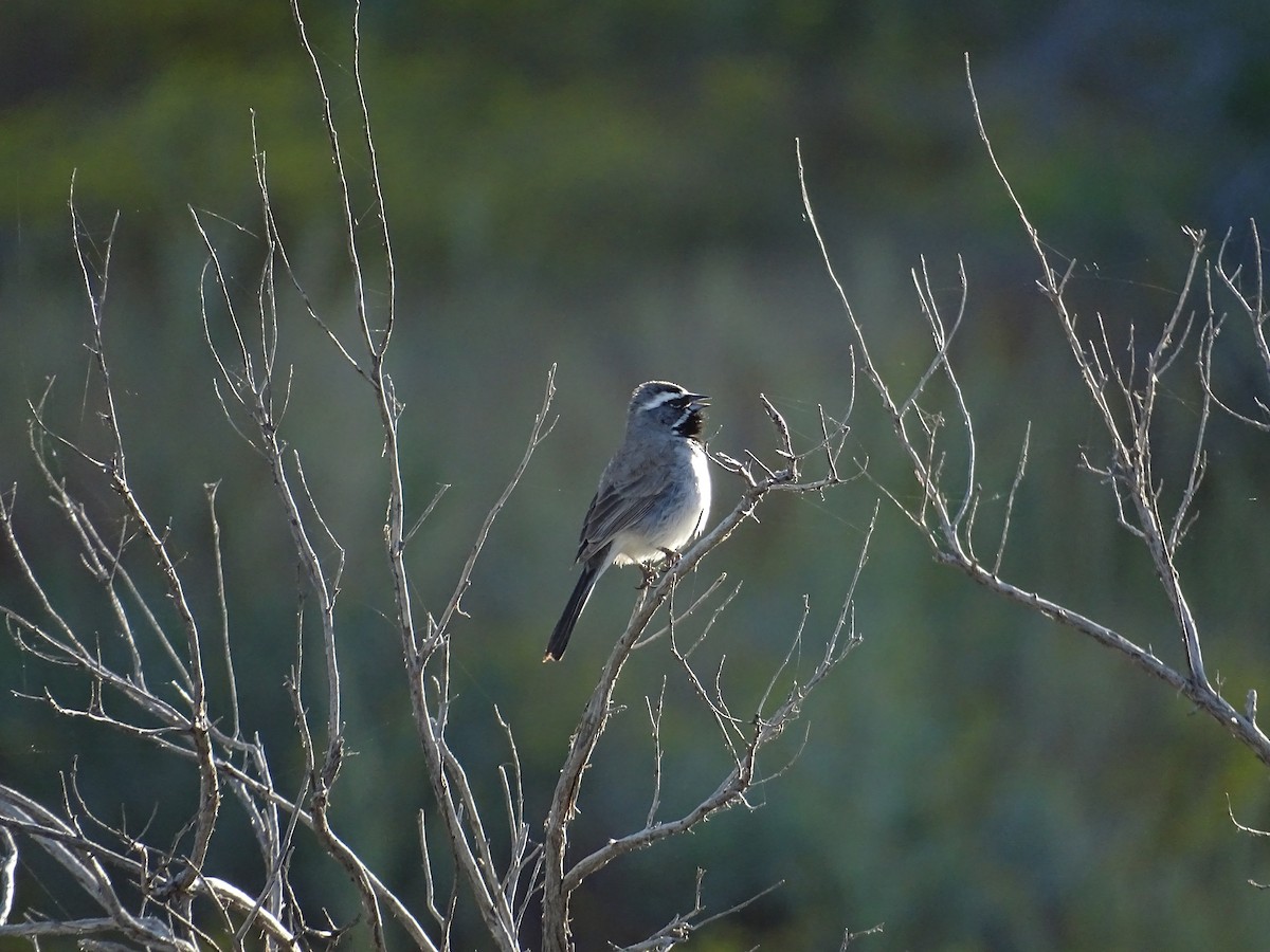 Black-throated Sparrow - ML618223297