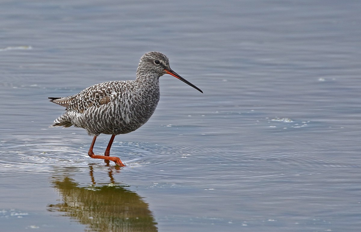 Spotted Redshank - ML618223298
