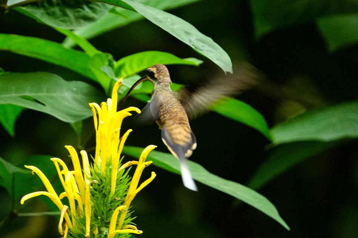 kolibřík šedobřichý - ML618223307